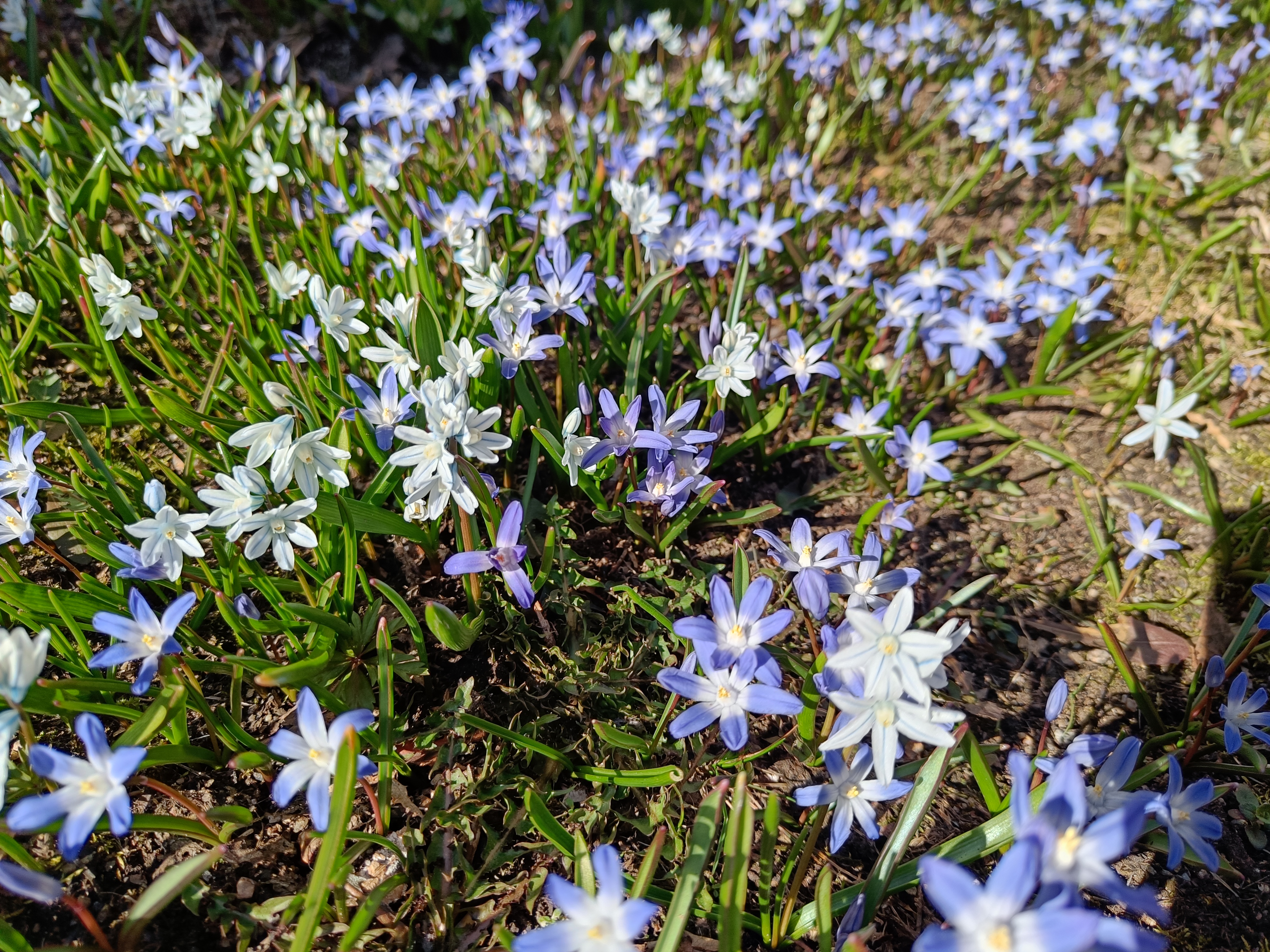 Sini vuokko and valko vuokko